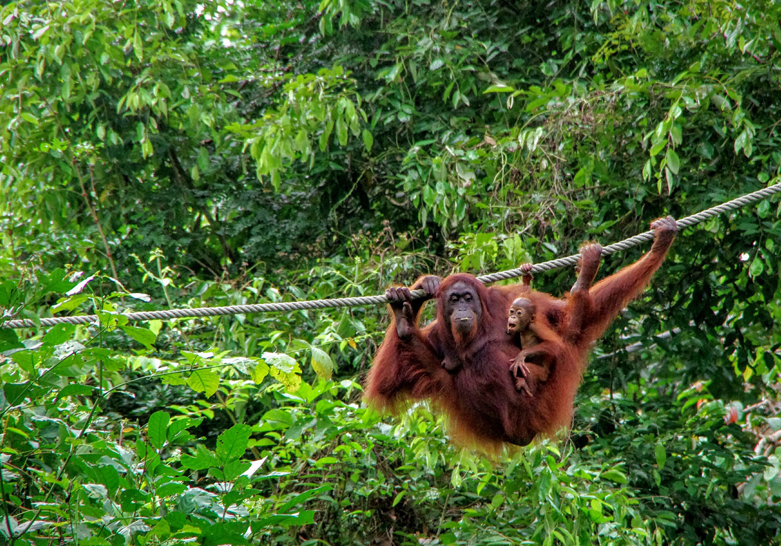 5. Orangutan